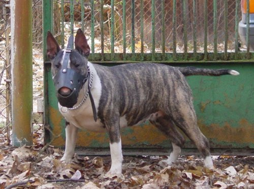Ligera de piel Bozal para perro Bull Terrier y otros similares Hocico