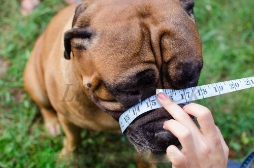 Ligera de piel Bozal para perro Bull Terrier y otros similares Hocico