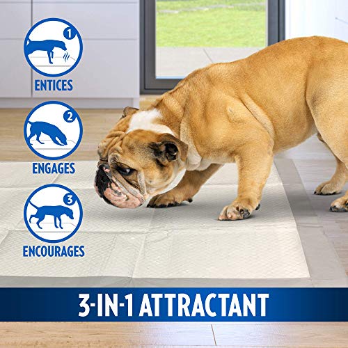 OUT! Go Here Almohadillas absorbentes de Entrenamiento para Perros y Cachorros (Pack de 180), White