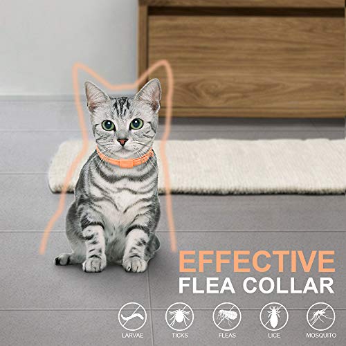 PetInn Collar de Pulgas y Garrapatas para Gato,Acción Prolongada 10 Meses de Protección y Prevención contra Pulgas Garrapatas,Piojos,Talla Única para Todos,Ajustable, Impermeable.