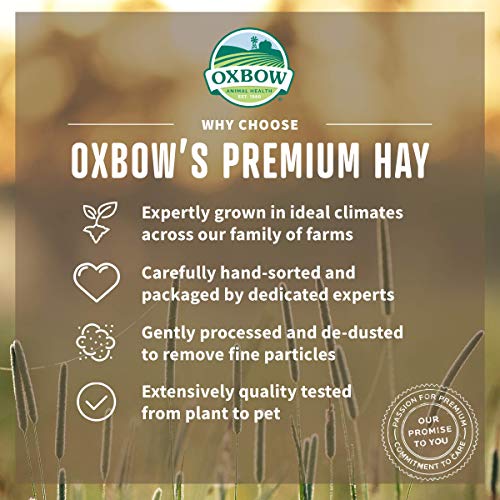 Petlife Oxbow Western Timothy Hay for Small Pet, 1.1 Kg