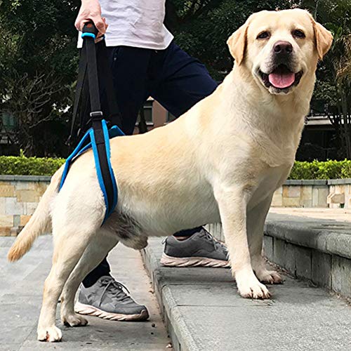 POPETPOP Cinturón Trasero de la Pierna Arnés Deformidad Herido Correa de Escalera del Perro Viejo Accesorios para Mascotas - Tamaño S (Azul)