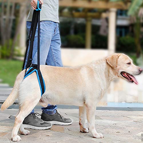 POPETPOP Cinturón Trasero de la Pierna Arnés Deformidad Herido Correa de Escalera del Perro Viejo Accesorios para Mascotas - Tamaño S (Azul)