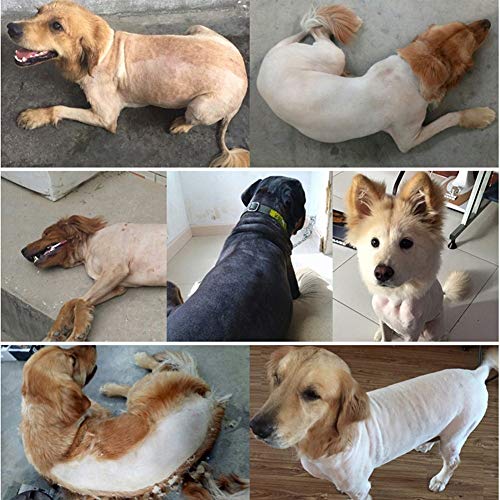 Profesional de las podadoras for los perros del condensador de ajuste de carga USB Peluquería Canina Clippers for corte de pelo Puppy Dogs Cats pelo de la máquina Productos for Mascotas ( Color : 1 )