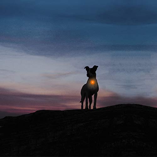 Taglory Luz LED Collares para Perro Clip-on, Luces de Seguridad Coloridas para Perros y Gatos, Collar Luminoso Perro Luz Impermeable, Colgante Perro Luz LED Noche(2 Baterías Adicionales), Naranja