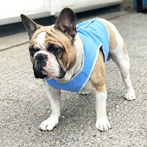 Zunea - Chaleco de refrigeración para Perros pequeños, medianos y Grandes, Transpirable, Chaqueta fría de Verano, Suave, anticalor, para Deportes al Aire Libre, Senderismo, Entrenamiento Azul S