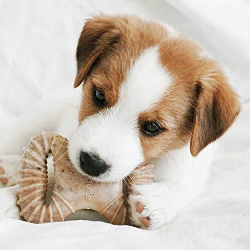 Benebone Puppy Tiny 2-Pack Durable Dental Chew/Wishbone for Aggressive Chewers, Real Bacon