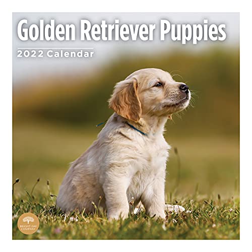 Calendario de pared Golden Retriever 2022 por Bright Day, 12 x 12 pulgadas, lindo perro