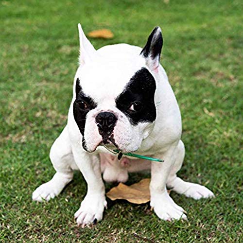 Emeinkei Calendario 2021 para Perros Caca, Calendario de Pared para Perros Caca 2021 para Elefante Blanco,Multicolor-132